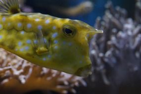 yellow exotic fish close-up on blurred background