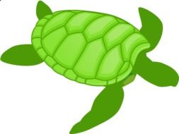 drawing green water turtle