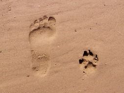 footprint of man and dog in the sand