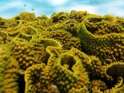 green corals in the underwater world