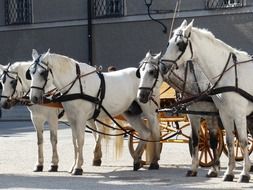 white horses drawn carriages, austria, salzburg