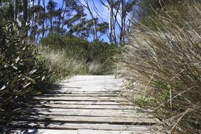 path in the forest among the bushes