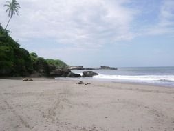 landscape of the palm trees on a beach