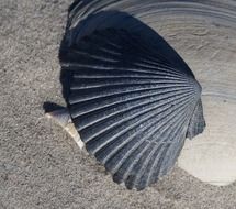 dark gray seashell on the beach