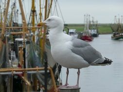 seagull on a fishing boat