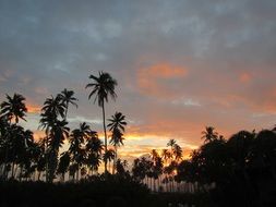 Palm trees against the backdrop of a romantic sunset in Hawaii