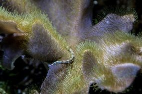 irresistible coral