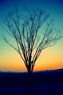 leafless tree in the evening