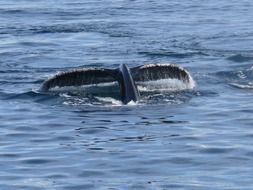 wonderful southern ocean