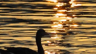 silhouette of a duck against the evening water