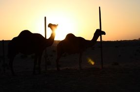 camels in the desert at sunset