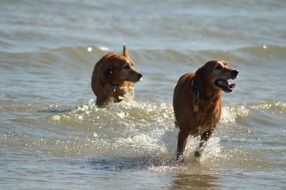 big dogs running along seashore