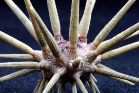 pencil urchin sea life