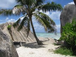 palm trees on la digue island in seychelles