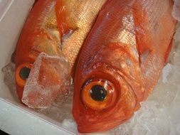 red fish lying on the ice