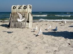 picture of the sea gulls on a baltic sea