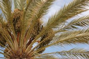 tropical palm tree close