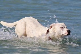 white dog in deep water close-up