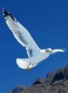 canary seagull flying portrait