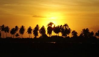 dark silhouettes of coconut trees against a yellow sunset