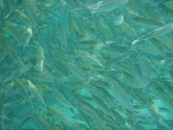 fish swimming in the ocean