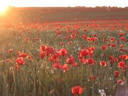 sunset sea of poppy flowers