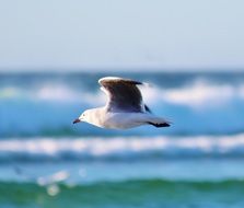 flying seagull over the coast