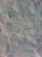 bird foot prints on sand coastline