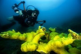 diver among the bright coral