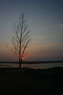 unusual beauty tree dusk