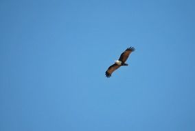 eagle flying under a clear sky