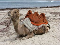 wonderful camel beach