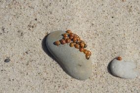 ladybugs on stone