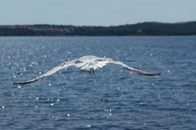 seagull is flying over the sea