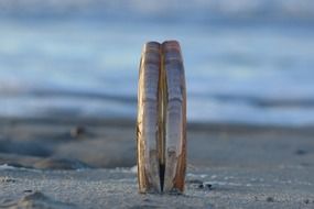 very beautiful shells