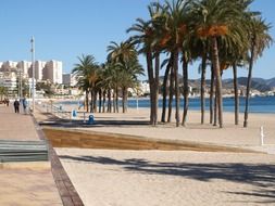 palm trees on the sandy promenade