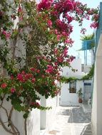 tree with red flowers in the alley