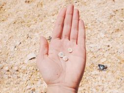 hands with seashells