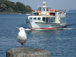 tourism ship and seagull