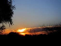 bright orange sunset over the trees