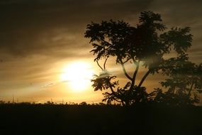 dark silhouettes of trees at golden twilight