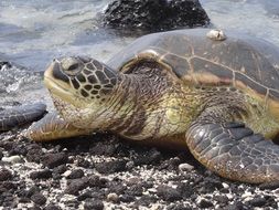 Large sea turtle