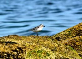 seagull on the shore near the water