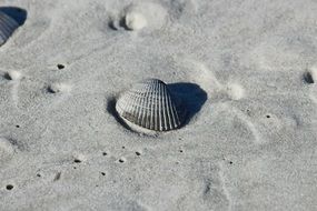 irresistible sand shell