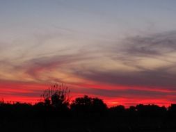 pink sunset over dark forest