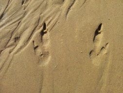 footprints on a sand