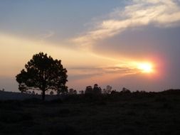 tree on a hill at sunset