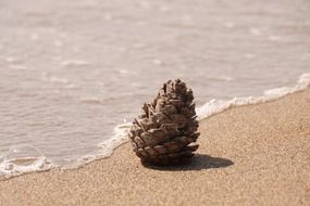 pine cone on the sand near the water