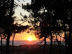 the setting sun on the horizon behind the silhouettes of trees