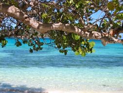 Barbados Caribbean sea